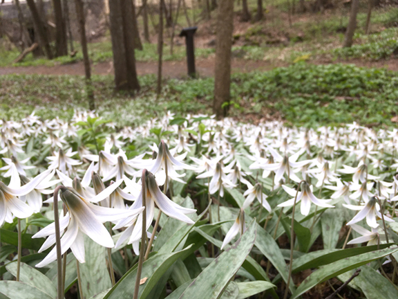 A crowd of white trout lilies line the edge of a park trail.